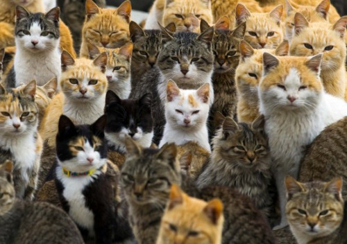 日本猫岛上的猫咪。来源:路透社。 日本猫岛上的猫咪。来源:路透社。