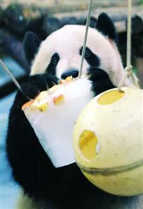大熊猫吃着冰果冻悠然消夏。邵剑平 摄 大熊猫吃着冰果冻悠然消夏。邵剑平 摄