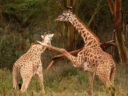 资料图片:长颈鹿经常靠脖子“战斗”。 资料图片:长颈鹿经常靠脖子“战斗”。