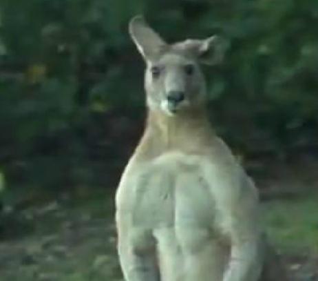 资料图片:长颈鹿经常靠脖子“战斗”。 资料图片:长颈鹿经常靠脖子“战斗”。