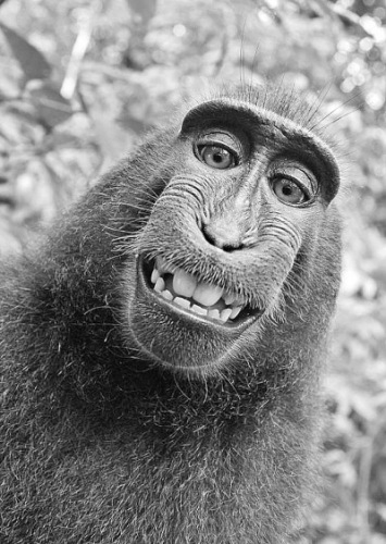 火遍全球的猴子自拍照 图片来源:武汉晚报 火遍全球的猴子自拍照 图片来源:武汉晚报