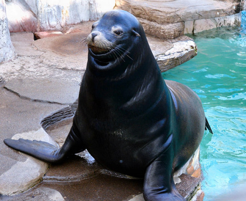 海狮会微笑会倒立?日本秋田动物园人气天王(图)