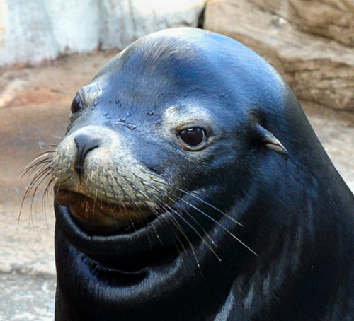 海狮会微笑会倒立?日本秋田动物园人气天王(图)