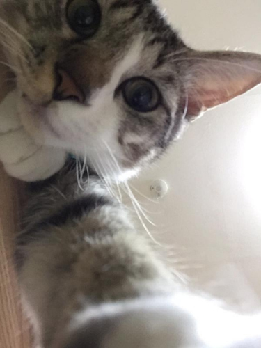 资料图:猫。 资料图:猫。