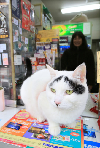 这只猫出生于东日本大地震后的一个月。