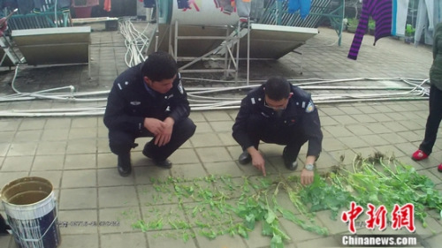 普洱警方查货一处非法种植罂粟,铲除罂粟原植物 警方供图 普洱警方查货一处非法种植罂粟,铲除罂粟原植物 警方供图