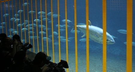 该水族馆内的金枪鱼 该水族馆内的金枪鱼