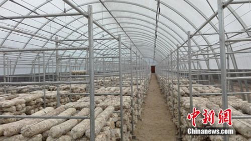 阜平县天生桥镇栗元铺村的香菇种植基地大棚。<a target='_blank' href='http://www.chinanews.com/' >中新网</a> 邱宇 摄 阜平县天生桥镇栗元铺村的香菇种植基地大棚。<a target='_blank' href='http://www.chinanews.com/' >中新网</a> 邱宇 摄