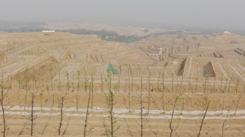 4月26日,河北阜平县大道村新开发的耕地里种上了梨树。<a target='_blank' href='http://www.chinanews.com/' >中新网</a> 邱宇 摄 4月26日,河北阜平县大道村新开发的耕地里种上了梨树。<a target='_blank' href='http://www.chinanews.com/' >中新网</a> 邱宇 摄