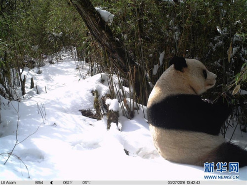 由甘肃白水江国家级自然保护区管理局白马河保护站提供的红外相机拍摄画面显示,一只野生大熊猫在甘肃省陇南市文县铁楼乡一带的森林中啃食竹子(3月27日摄)。新华社发 由甘肃白水江国家级自然保护区管理局白马河保护站提供的红外相机拍摄画面显示,一只野生大熊猫在甘肃省陇南市文县铁楼乡一带的森林中啃食竹子(3月27日摄)。新华社发