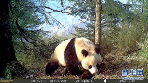 由甘肃白水江国家级自然保护区管理局白马河保护站提供的红外相机拍摄画面显示,一只野生大熊猫在甘肃省陇南市文县铁楼乡一带积雪刚化的森林中漫步(2月4日摄)。新华社发 由甘肃白水江国家级自然保护区管理局白马河保护站提供的红外相机拍摄画面显示,一只野生大熊猫在甘肃省陇南市文县铁楼乡一带积雪刚化的森林中漫步(2月4日摄)。新华社发