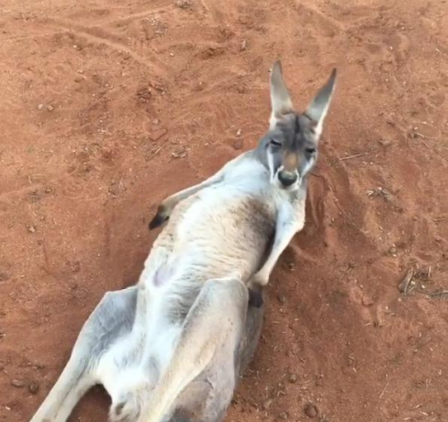 瑜伽袋鼠边晒太阳边翻滚伸腰抓腿萌萌哒