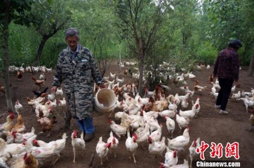 ͼΪ�����׷������ڹµ���ι����1400��ֻ��������˵������9�£�һЩС�����ܳ��ɿ�ʼ�µ�������������б�ͷ�ˡ�����С�� ��