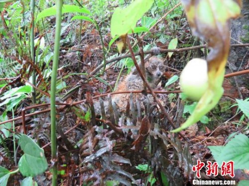 ͼΪС������������� �ν��� ��