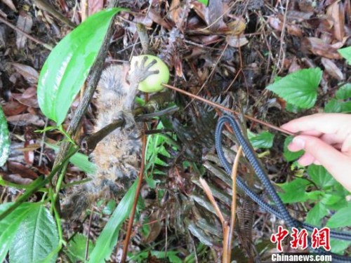 ͼΪ�񾯸�С���ιʳ �ν��� ��