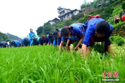 资料图:广西龙胜举行“梳秧竞赛”迎接芒种时节。<a target='_blank' href='http://www.chinanews.com/'>中新社</a>发 潘志祥 摄 资料图:广西龙胜举行“梳秧竞赛”迎接芒种时节。<a target='_blank' href='http://www.chinanews.com/'>中新社</a>发 潘志祥 摄