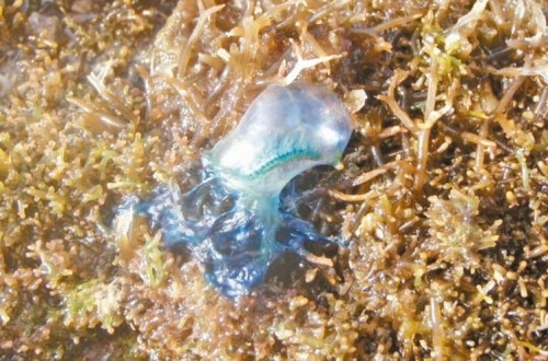 僧帽水母最近随海流到垦丁海域,民众不要用手捡拾,以免被蛰伤.