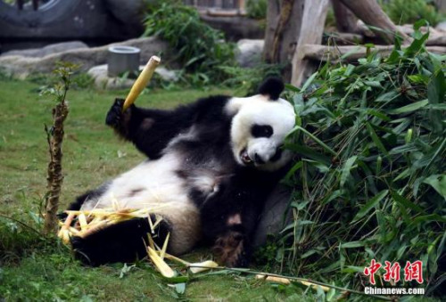 资料图：大熊猫吃竹子