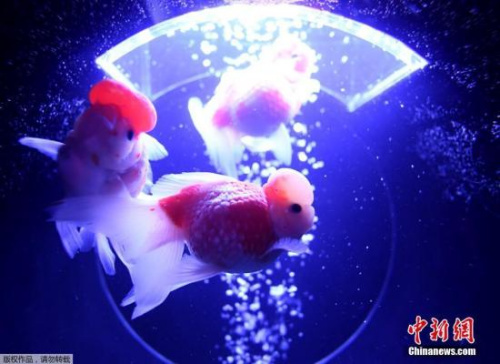 ����ͼ������