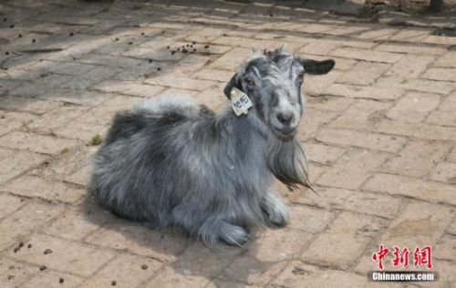 资料图:克隆羊 资料图:克隆羊