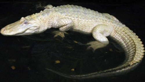 ����ͼ����ɫ����