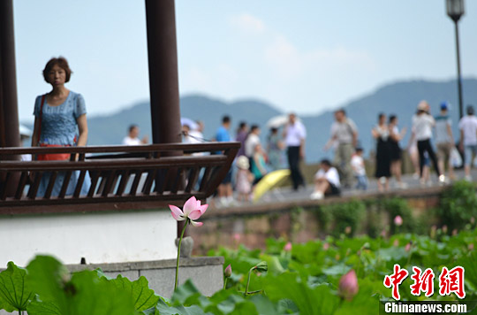 杭州西湖断桥边盛开的荷花引人观赏,传递着夏日气息。<a target='_blank' href='http://www.chinanews.com/'>中新社</a>记者 张茵 摄 杭州西湖断桥边盛开的荷花引人观赏,传递着夏日气息。<a target='_blank' href='http://www.chinanews.com/'>中新社</a>记者 张茵 摄
