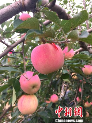 �����ع�԰�ڵ�ƻ����<a target='_blank' href='http://www.chinanews.com/' >������</a> ���� ��