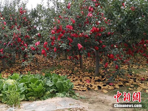 洛川县旧县镇洛阳苹果标准园。<a target='_blank' href='http://www.chinanews.com/' >中新网</a>记者 宋宇晟 摄 洛川县旧县镇洛阳苹果标准园。<a target='_blank' href='http://www.chinanews.com/' >中新网</a>记者 宋宇晟 摄