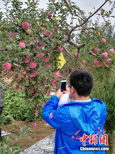 洛川县旧县镇洛阳苹果标准园。<a target='_blank' href='http://www.chinanews.com/' >中新网</a>记者 宋宇晟 摄 洛川县旧县镇洛阳苹果标准园。<a target='_blank' href='http://www.chinanews.com/' >中新网</a>记者 宋宇晟 摄