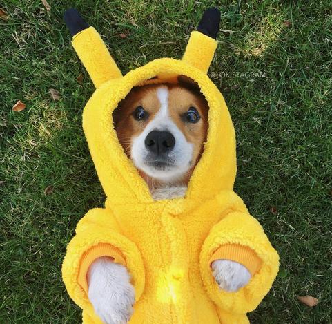 ͼƬ��Դ�����(Loki)�����罻�����˻�