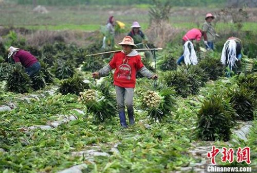 <a target='_blank' href='http://www.chinanews.com/'>中新社</a>记者 张斌 摄 <a target='_blank' href='http://www.chinanews.com/'>中新社</a>记者 张斌 摄