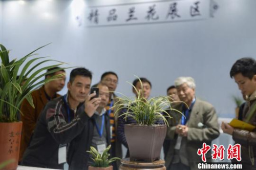 专家们正在评选兰博会的“花魁” 程景伟 摄 专家们正在评选兰博会的“花魁” 程景伟 摄