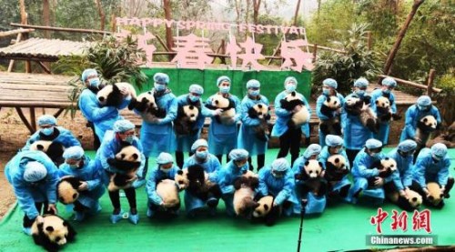 1月20日,成都大熊猫繁育研究基地2016年出生的23只“熊猫天团”再聚齐,23位饲养员抱着熊猫宝宝,排成“2017”字形,向全球人民送福。安源 摄 1月20日,成都大熊猫繁育研究基地2016年出生的23只“熊猫天团”再聚齐,23位饲养员抱着熊猫宝宝,排成“2017”字形,向全球人民送福。安源 摄