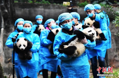 图为呆萌可爱的熊猫宝宝和他们的奶爸、奶妈在一起。安源 摄 图为呆萌可爱的熊猫宝宝和他们的奶爸、奶妈在一起。安源 摄