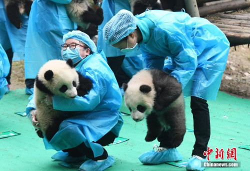 图为熊猫宝宝在奶妈怀里卖萌。安源 摄 图为熊猫宝宝在奶妈怀里卖萌。安源 摄