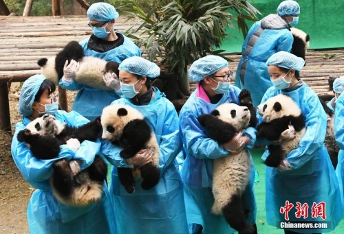 图为熊猫宝宝在奶妈怀里卖萌。安源 摄 图为熊猫宝宝在奶妈怀里卖萌。安源 摄