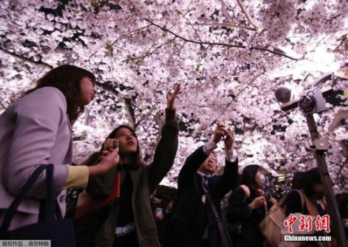 资料图:日本民众赏樱花 资料图:日本民众赏樱花