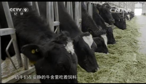 现代化加工工艺确保牛奶安全与营养 现代化加工工艺确保牛奶安全与营养