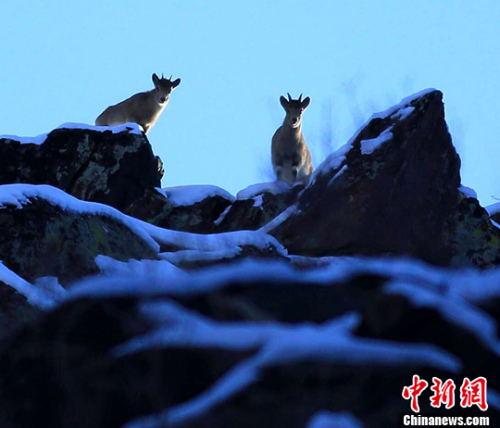 新疆摄影人在阿尔泰山低海拔区域拍到北山羊