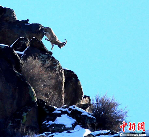 新疆摄影人在阿尔泰山低海拔区域拍到北山羊