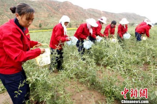 贫困县农民发展种植业(资料图)。张添福 摄 贫困县农民发展种植业(资料图)。张添福 摄