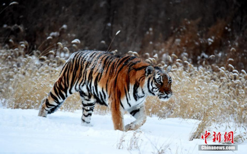 图为动物园内的东北虎。刘丹/摄 图为动物园内的东北虎。刘丹/摄