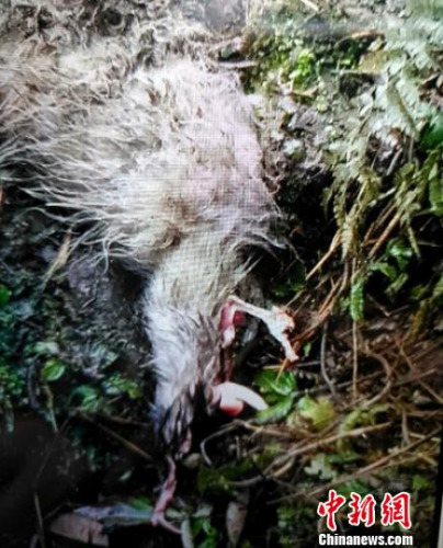 被大熊猫猎食的山羊尸体。 钟欣 摄 被大熊猫猎食的山羊尸体。 钟欣 摄