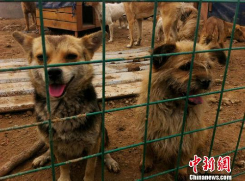 资料图:郑州一家民间流浪犬爱心救助基地 周小云 摄 资料图:郑州一家民间流浪犬爱心救助基地 周小云 摄