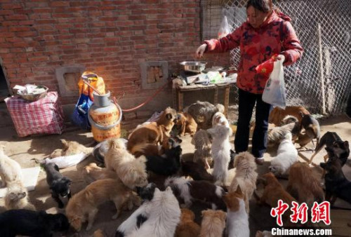 资料图:一名领养流浪狗的爱心人士给狗狗们喂食 周小云 摄 资料图:一名领养流浪狗的爱心人士给狗狗们喂食 周小云 摄