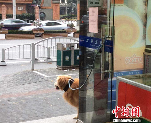 图为上海街头的一只宠物狗。上海市民曹先生供图 图为上海街头的一只宠物狗。上海市民曹先生供图