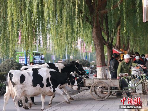 资料图:一农民现场拉两头奶牛现挤现卖牛奶,引市民围观排队购买。 成学磊 摄 资料图:一农民现场拉两头奶牛现挤现卖牛奶,引市民围观排队购买。 成学磊 摄