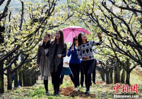 资料图：4月1日，江西省新余市水西镇的梨园、桃园、农业园迎来了众多游人踏青赏花，沐浴春光。