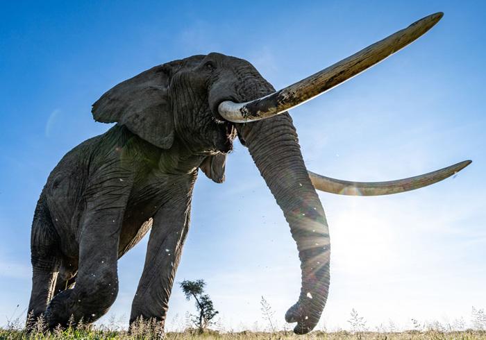 大象与相机近距离互动