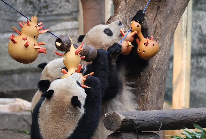 重庆动物园大熊猫享用“元宵大餐”
